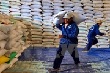 Bộ trưởng Cao Đức Phát: 'Năm khó khăn của toàn ngành nông nghiệp”